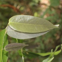 Xanthophyllum zeylanicum Meijden